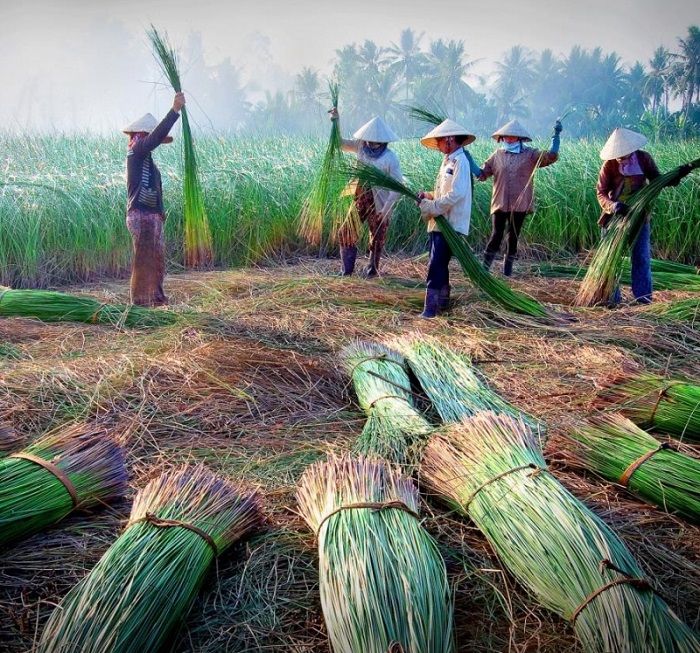 làng nghề dệt chiếu Cà Mau - quy trình